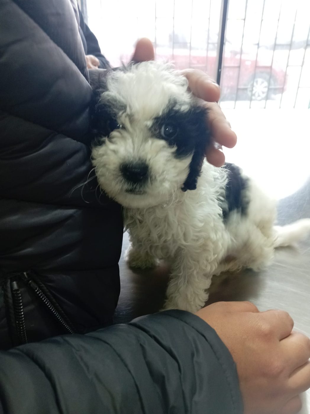 Cachorro blanco y negro
