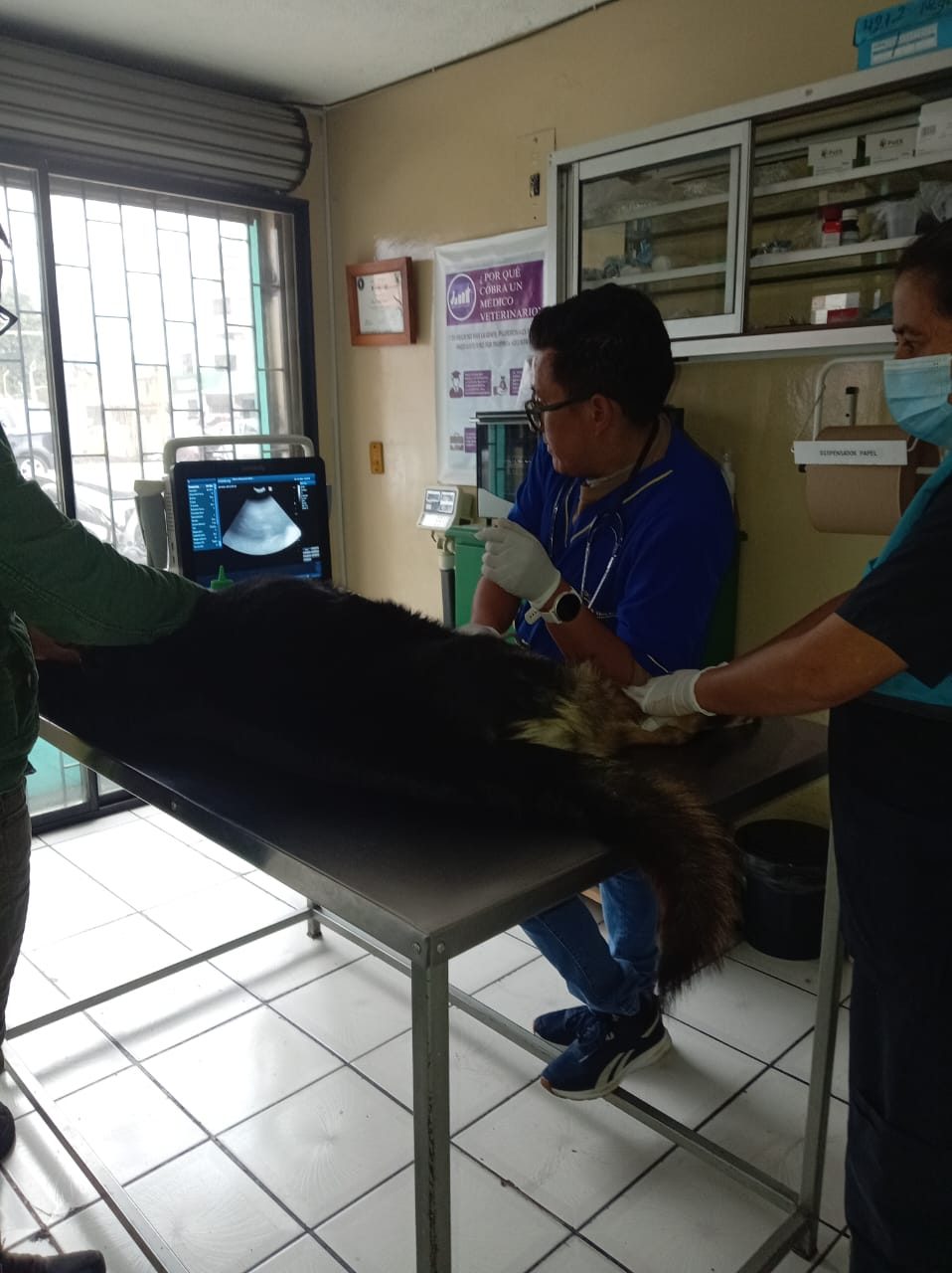 Equipo de Kardom realizando una ecografía a un perro