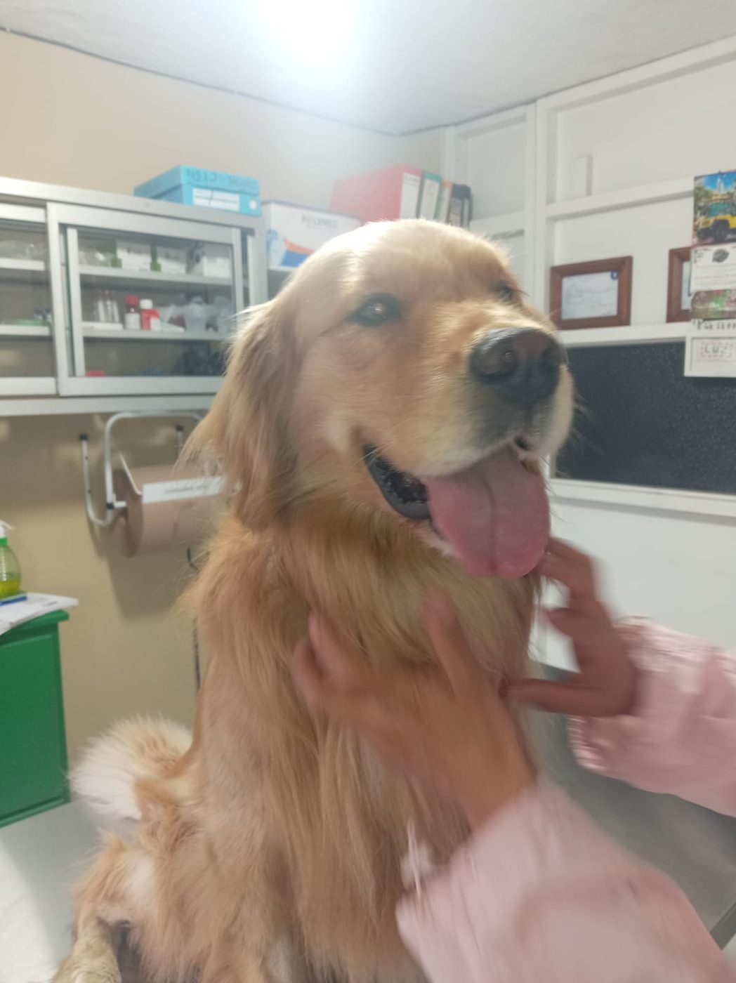 Golden retriever recibiendo caricias durante la consulta