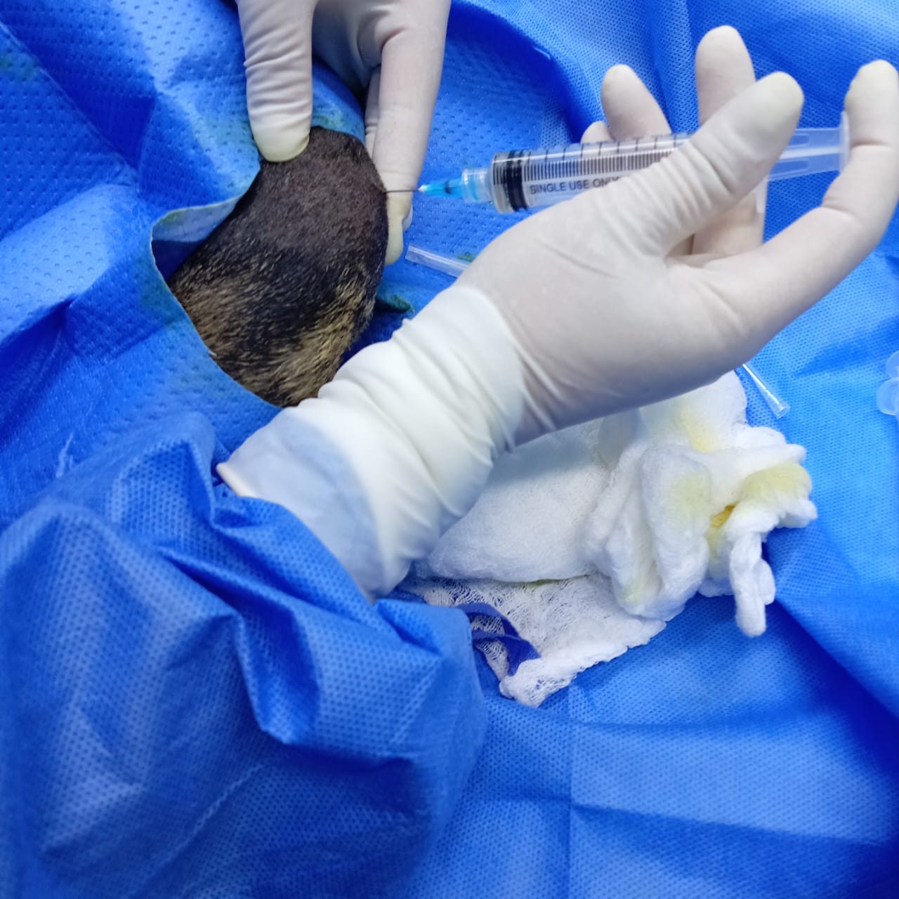 Procedimiento veterinario con campo estéril